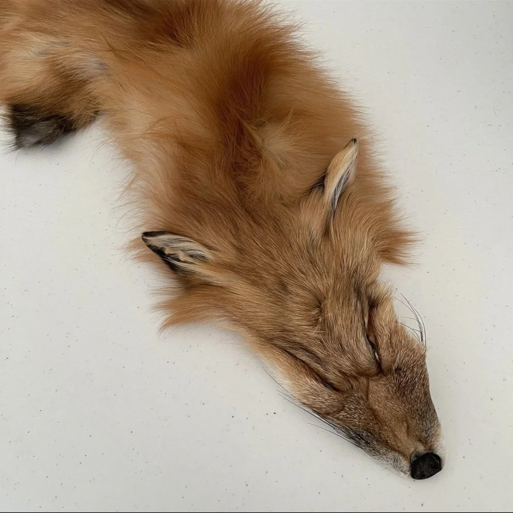 Real Red Fox Fur Pelt Hide Stole Scarf Log Cabin Decor Crafts Art Wall Hanging! - Picture 9 of 15